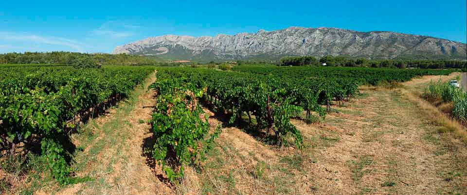 Vinhas em Puyloubier, com a Montagne Sainte-Victoire ao fundo, na Provence