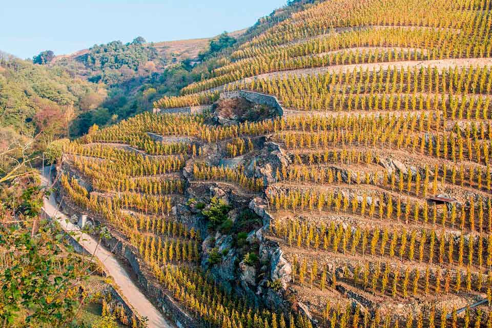 Vinhedos em socalcos da Côte-Rôtie, no Rhône Norte
